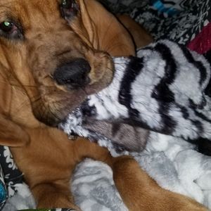 Meet your Posher, Donna